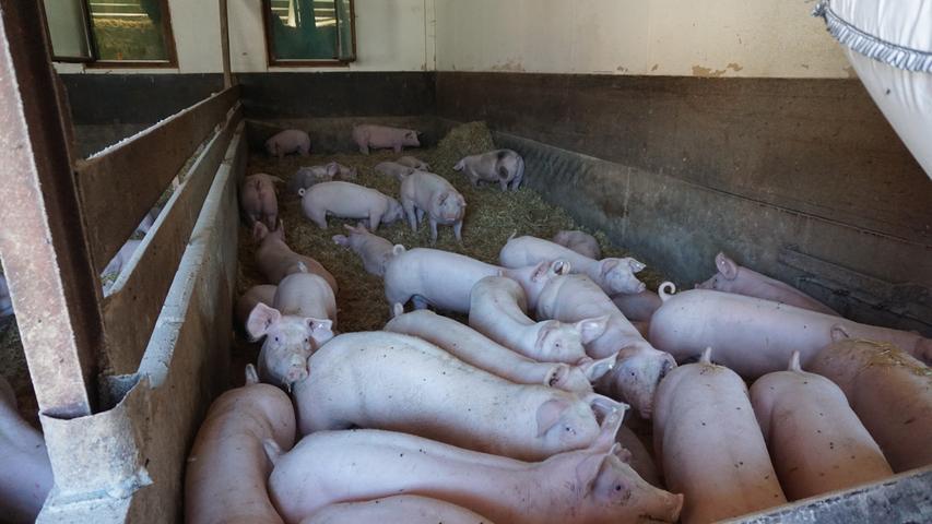 Das Fleisch für die Waren der Metzgerei Lederer kommt unter anderem von einem Schweinezuchtbetrieb im wenige Kilometer entfernten Ruppmannsburg. Dort werden die Tiere nicht konventionell auf Spaltenböden, sondern artgerecht auf Stroh gehalten. 