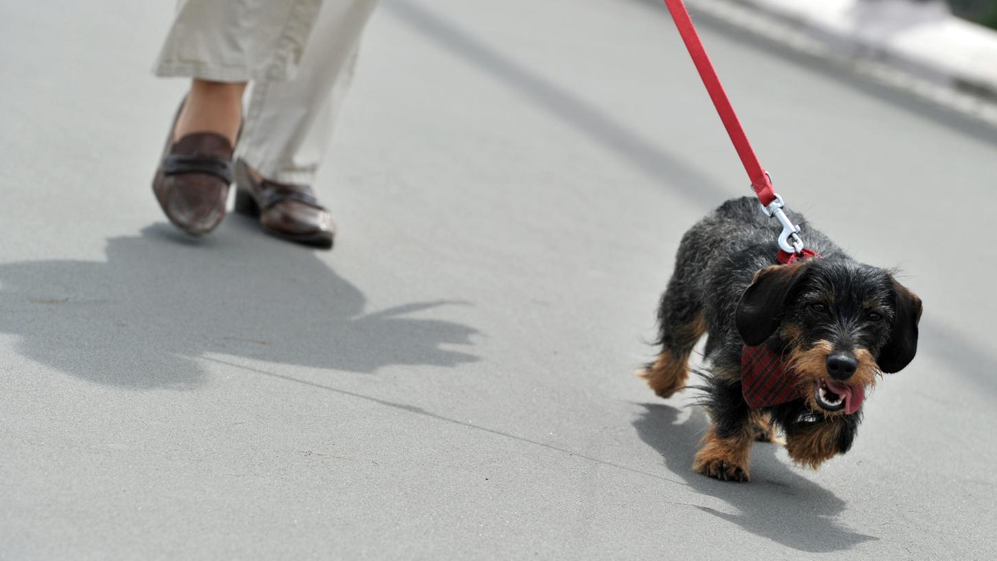 Schock beim Gassigehen: Fremder geht auf Hund zu - und würgt ihn einfach