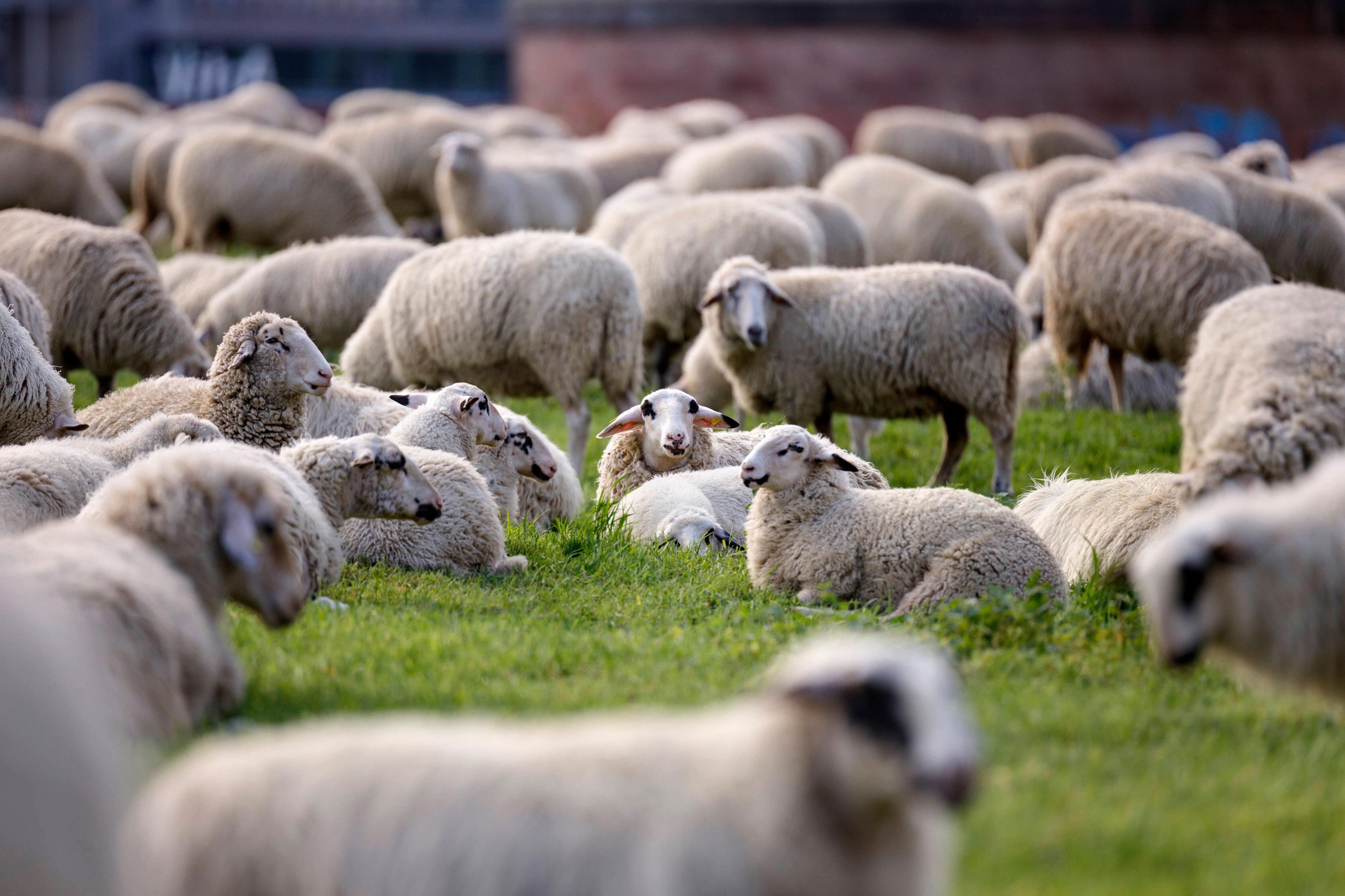 Als Herdenimmunität bezeichnet in der Epidemiologie eine indirekte Form des Schutzes vor einer ansteckenden Krankheit wi