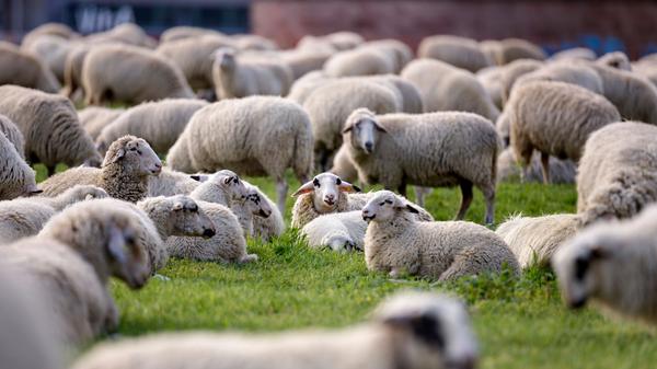 Als Herdenimmunität bezeichnet in der Epidemiologie eine indirekte Form des Schutzes vor einer ansteckenden Krankheit wi
