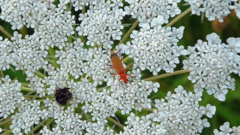 Wie viele Sternchen sieht die blühende Wilde Möhre aus - und mittendrin ein kleiner Käfer.