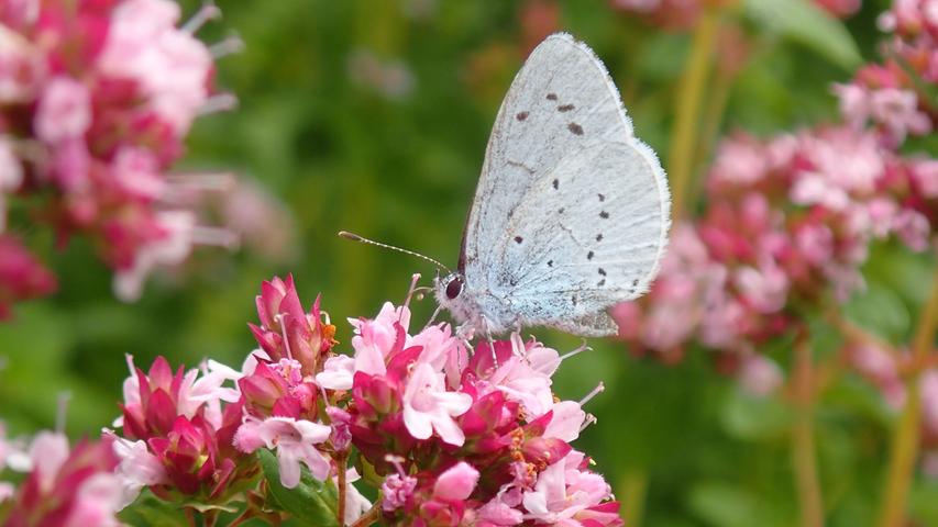 Schmetterling-Paradies: Ein Bläuling sucht auf einem Dost nach Nektar.