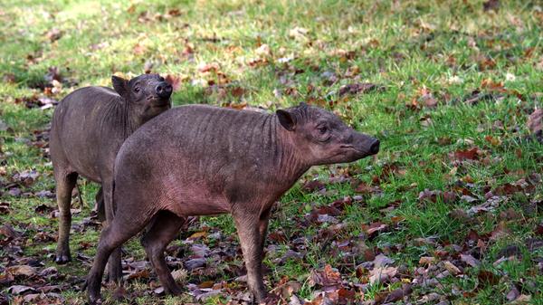 Das Hirscheberpaar Tolo und Nambo starb Ende Juli 2020 an den Folgen einer bakteriellen Infektion. Besonders tragisch: Weibchen Nambo war mit Zwillingen schwanger. Die beiden Hirscheber waren erst im Oktober 2019 in den Nürnberger Tiergarten gekommen.