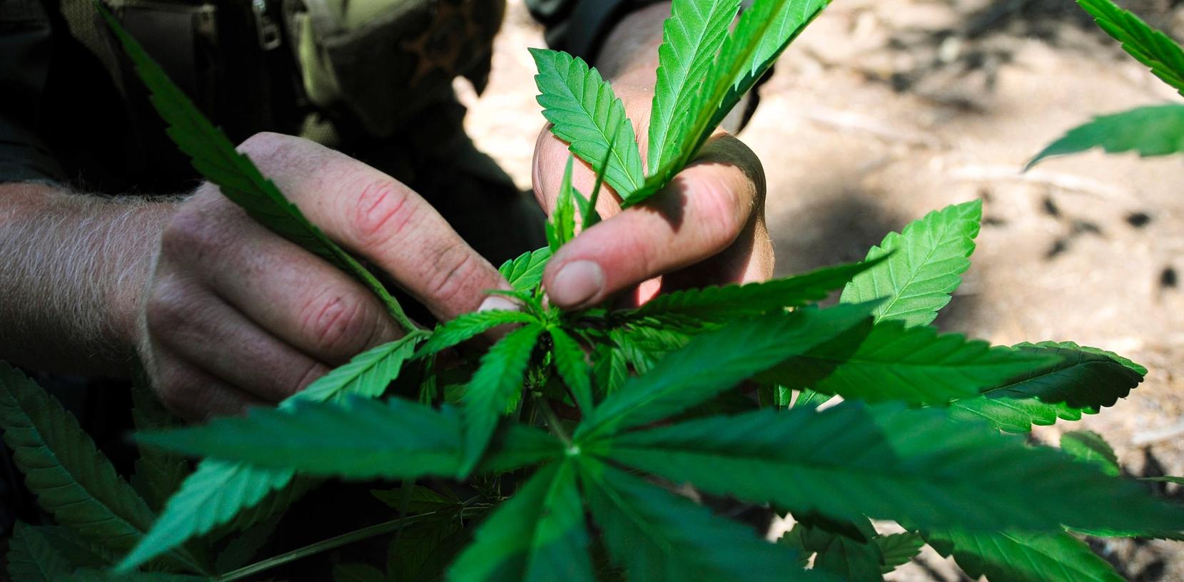 Ist Marihuana leicht mit Petersilie zu verwechseln? Aussagen vor Gericht widersprachen sich.