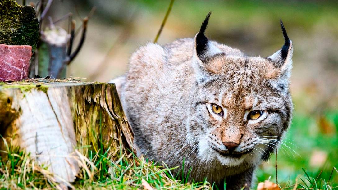 Auch der Luchs ist in dem Wildpark Hundshaupten zu finden.
Auch der Luchs ist in dem Wildpark Hundshaupten zu finden.