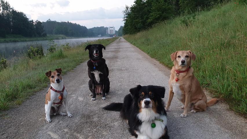 Zum Tag des Hundes: Die süßen Vierbeiner unserer User