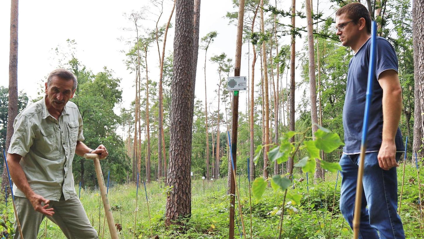 So bietet ein Waldbauer dem Klimawandel die Stirn