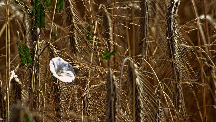 Die einsame weiße Blüte hellt das Getreidefeld regelrecht auf.