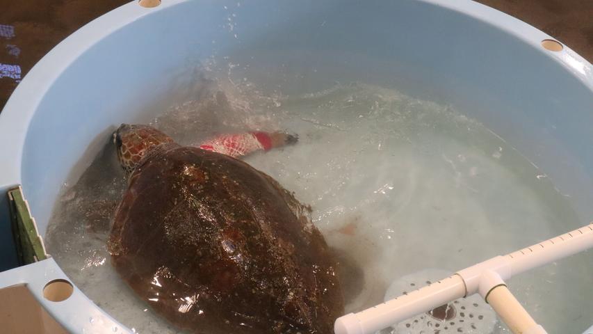 ...und Schildkröten. Das Foto täuscht übrigens. Die Schildkröte ist riesig, das Becken, in das sie zum Verbandwechsel gebracht wurde, hat einen größeren Durchmesser als ein Planschbecken.