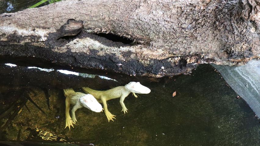Alligatoren gibt es auch in klein und als Albinos.