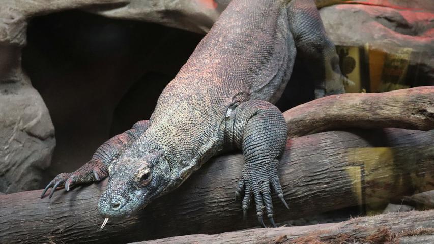 Auf der Alligator Farm von St. Augustine leben nicht nur Alligatoren, sondern zum Beispiel auch dieser riesige Kommodowaran.