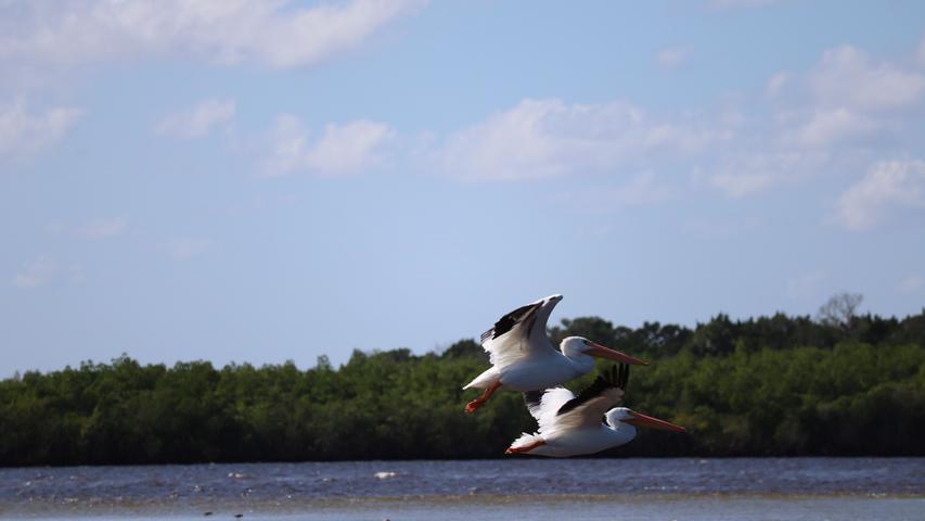 Da machen sich die Pelikane lieber auf zu einem ruhigeren Plätzchen.
