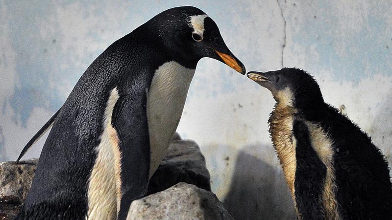 Ein Experiment aus Sydney zeigt, dass auch homosexuelle Pinguine ein Küken großziehen.