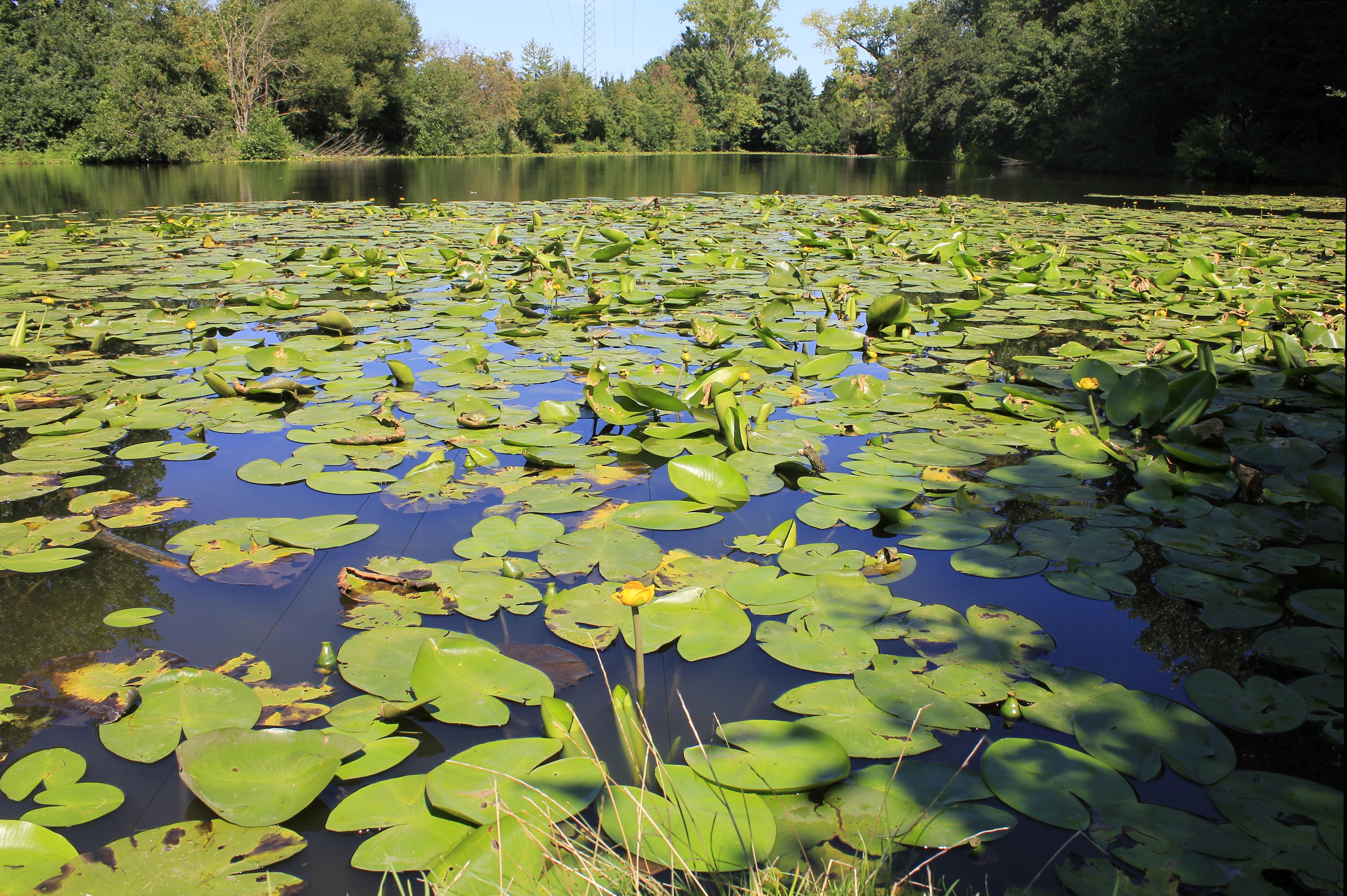 Gleich auf der anderen Flussseite findet man den Waldmannsweiher. Anfang der 1950er lernten hier viele Fürther das Schwimmen, offizielle Badeanlagen befanden sich am Ufer.