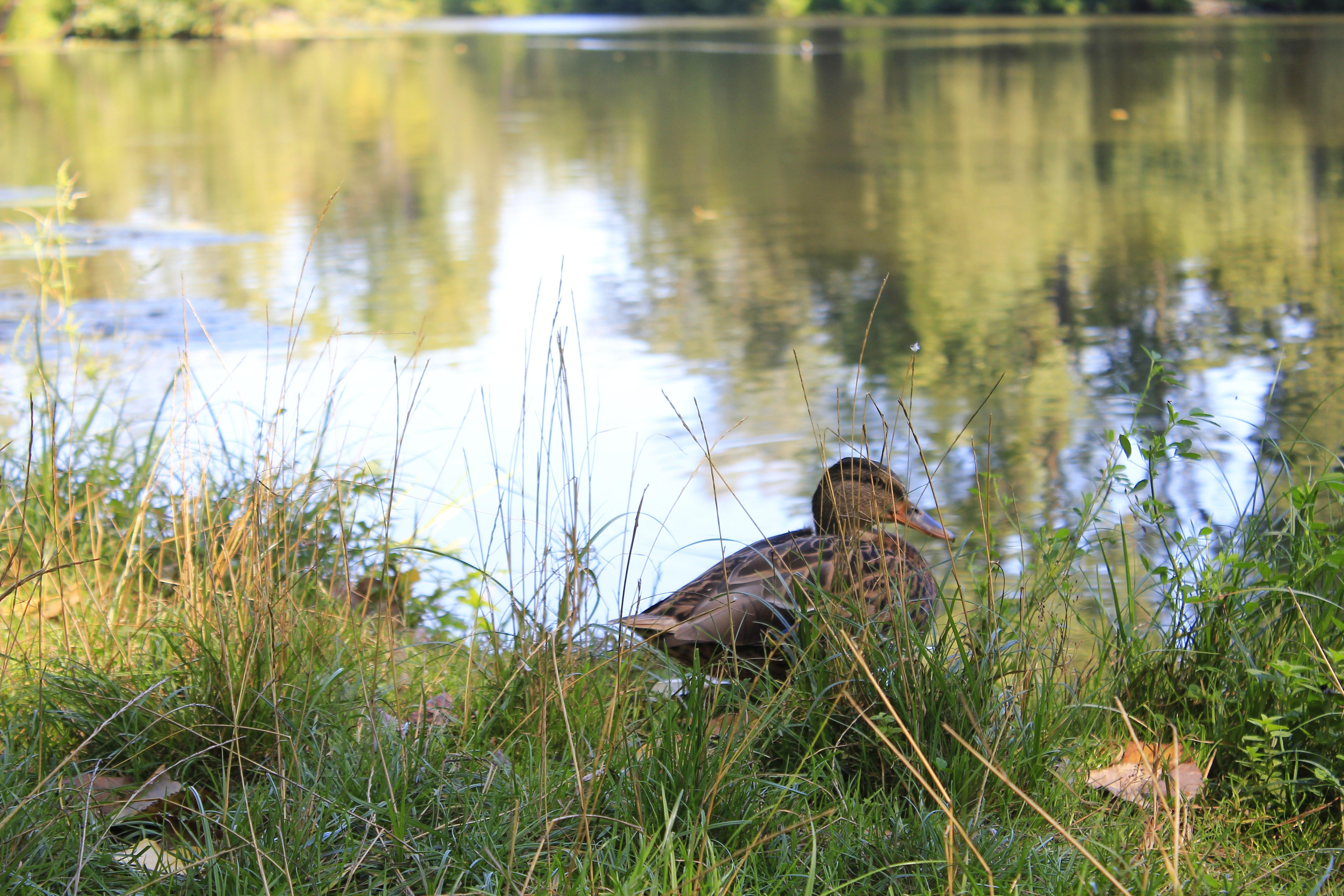 Heute ist er einfach ein idyllisches, von Enten und Seerosen bevölkertes Gewässer.