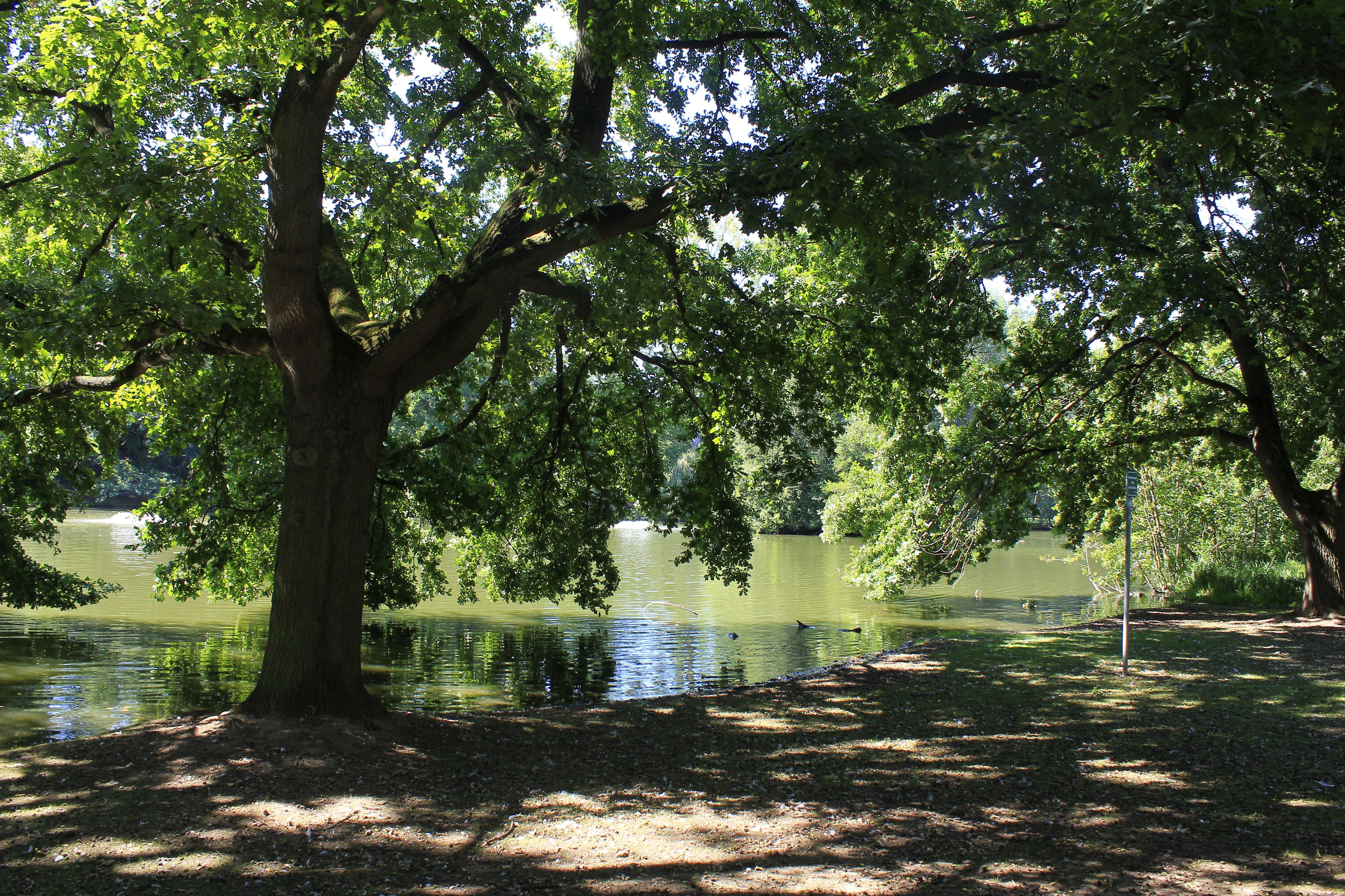 Nun lohnt sich ein kleiner Abstecher zum Fürther Stadtpark, wo nicht nur der große Stadtparkweiher umrundet werden will, ...
