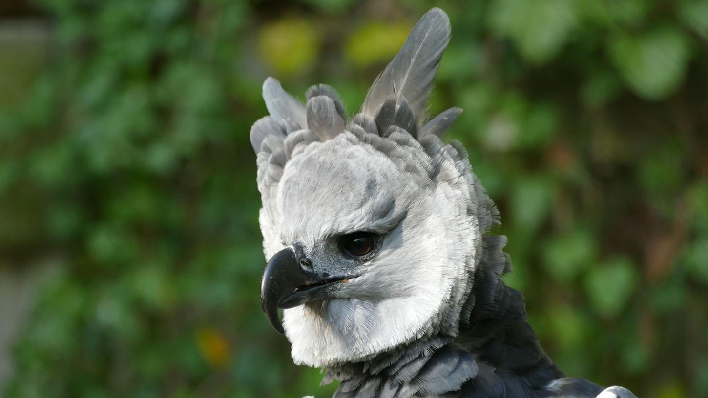 Vom Tiergarten bis Ecuador: Die Reise der Harpyie Vito