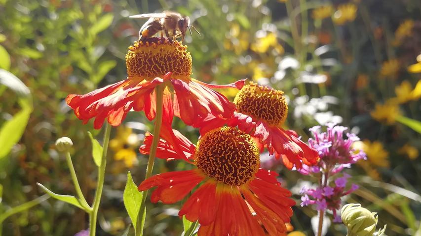 Eine Biene an einem reich gedeckten Tisch mitten in einer Blumenwiese.