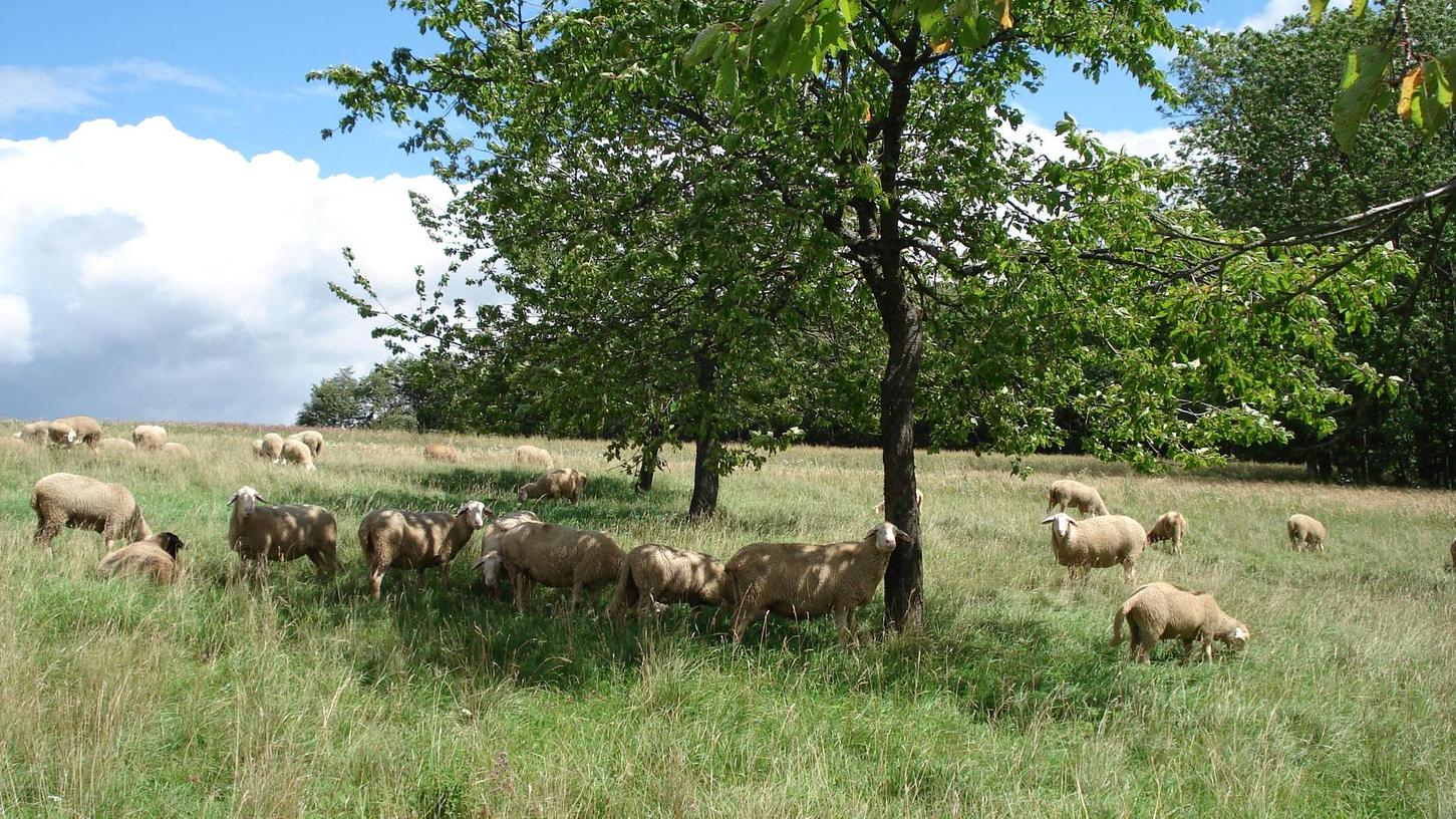 Wenn die Schafe die Magerrasen in der Region beweiden, tut das dem Erhalt des typischen Landschaftsbilds gut. Spaziergänger können ihren Teil dazu beitragen.