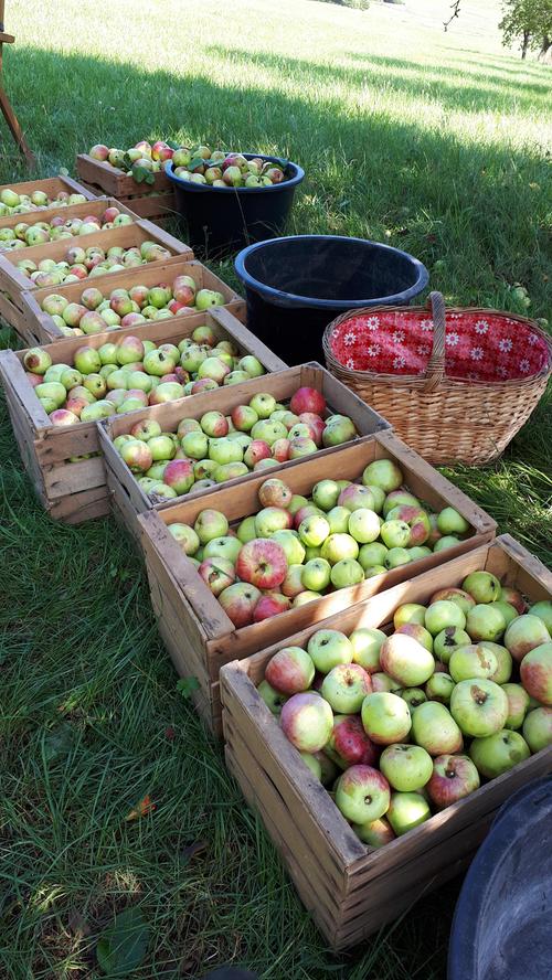 Pünktlich zum nahenden Herbst sind die Äpfel reif genug, um zu Saft verarbeitet zu werden.