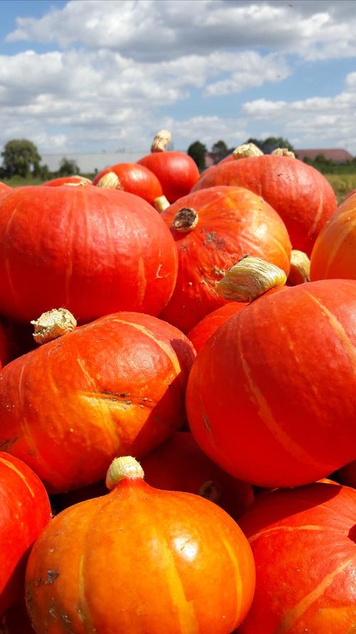 Die Farbe des Herbstes: Die schmackhaften orangeroten Hokkaido-Kürbise. Eine spätsommerliche Delikatesse aus dem Knoblauchsland.