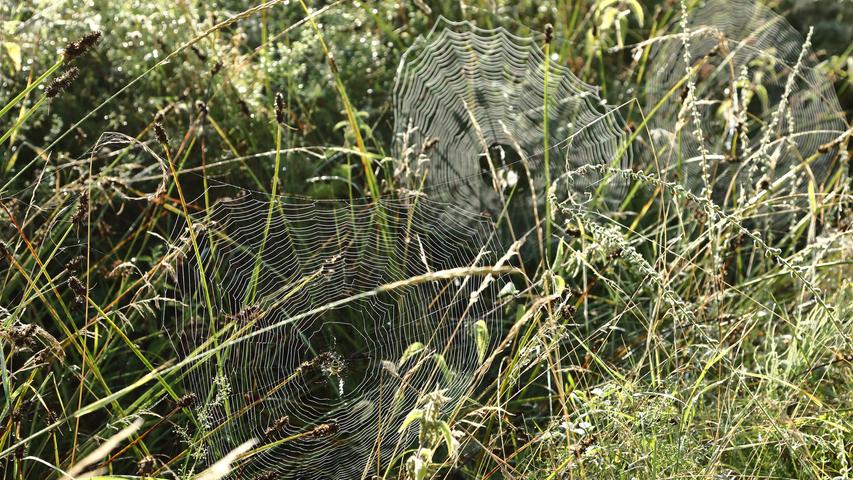 Effektive Bauweise: Drei Wespinnennetze aus einer regelrechten Wespenspinnenkolonie mit dreißig Netzen. Aufgenommen in einem Graben am Fuß des Hesselbergs.