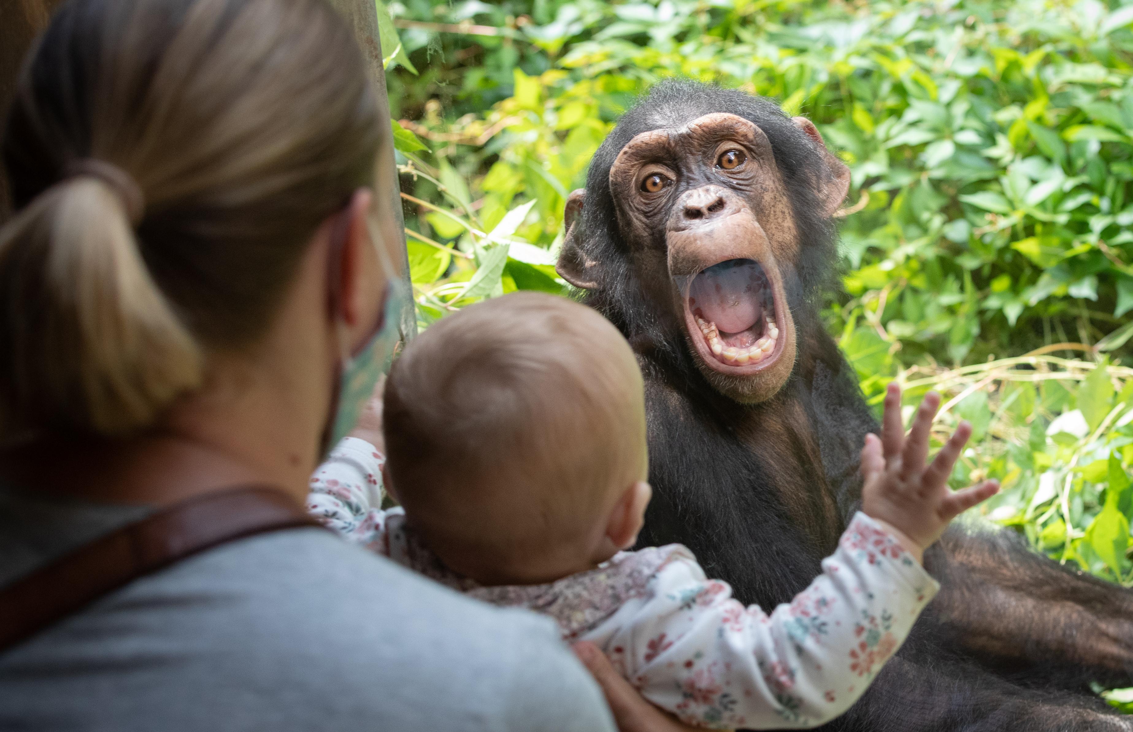 Neuzugang von zwei Schimpansen im Zoo Osnabrück