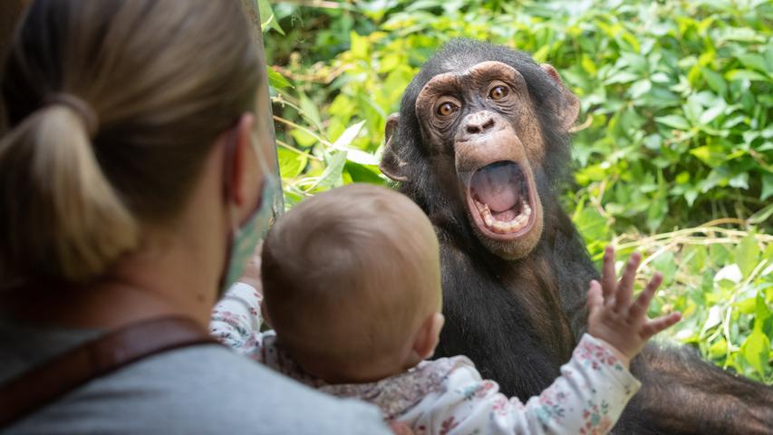 Dieser Schimpanse im Zoo Osnabrück nimmt "Kontakt" mit einem kleinen Besucher auf. Wie das Baby auf Schrei des Menschenaffen reagiert hat, ist nicht dokumentiert. 