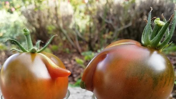 Sie hat ihre Ohren zwar gespitzt, aber was da zwischen dem Tomatenkönig und der Tomatenkönigin in ihrem Garten besprochen worden ist, hat uns NN-Leserin Barbara Eichhorn nicht zweifelsfrei übermitteln können. Die erröteten Gesichter könnten jedoch auf eine majestätische Romanze zwischen den beiden hindeuten. Oder sind sie sich einfach nur nicht ganz grün? Wir wissen es nicht...