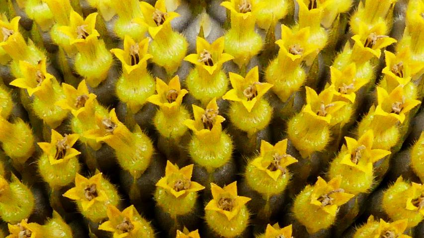 Ein tiefer Blick in eine Sonnenblume ist durchaus lohnend: Hier reihen sich viele Miniblümchen aneinander.