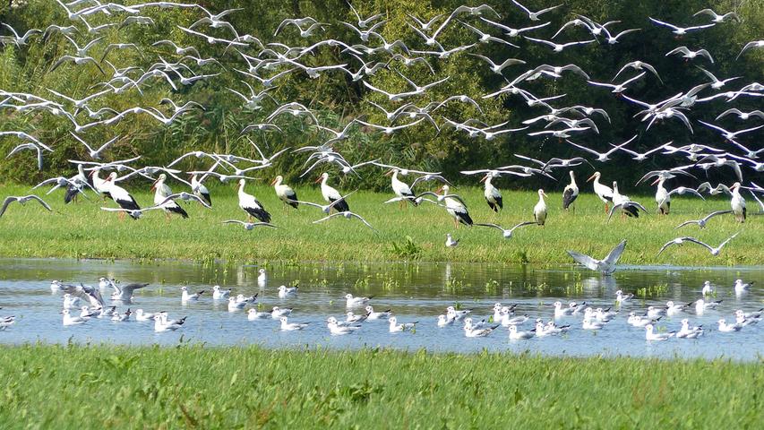 Die bewässerten Wiesen in Erlangen sind ein Paradies und ein reich gedeckter Tisch für Wasservögel.
