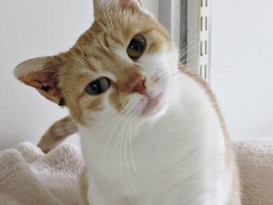 frankische tierheime diese schutzlinge suchen ein neues zuhause nurnberg ansbach feucht neumarkt hersbruck roth erlangen nordbayern de