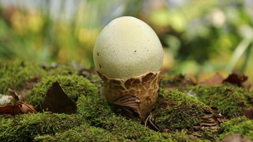 Einmal Vanille in der Waffel, bitte: Dieser Pilz vereint die Pilz- und die Eissaison.