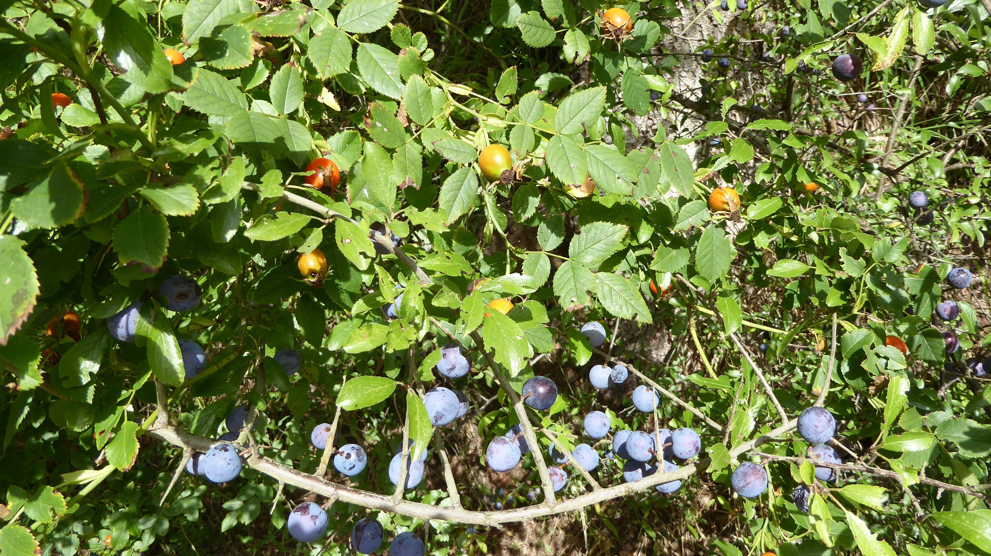 Bei einer kleinen Wanderung in der fränkischen Schweiz sind Getraut Hörrmann diese farbenprächtigen Wildfrüchte vor die Linse gekommen. "Auch wenn Hagebutten und Schlehen nicht gerade die größten Gaumenschmeichler für uns Menschen sind, sind die bunten Früchte doch schön anzuschauen."