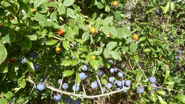 Bei einer kleinen Wanderung in der fränkischen Schweiz sind Getraut Hörrmann diese farbenprächtigen Wildfrüchte vor die Linse gekommen. "Auch wenn Hagebutten und Schlehen nicht gerade die größten Gaumenschmeichler für uns Menschen sind, sind die bunten Früchte doch schön anzuschauen."