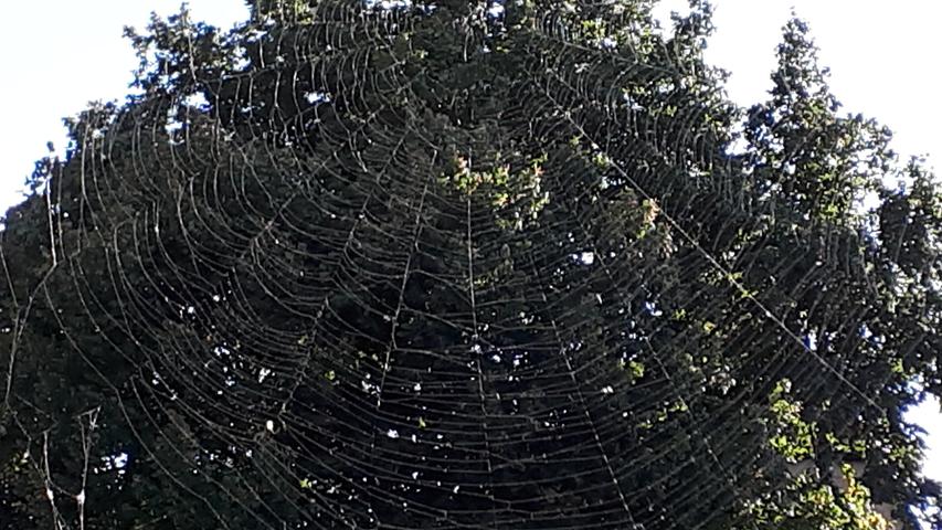 Große Architekten der Natur: Heute habe ich ein riesiges Spinnennetz entdeckt. Die Konstruktion und Baukunst ist einfach beeindruckend, schreibt uns Leserin Marianne Höller. 