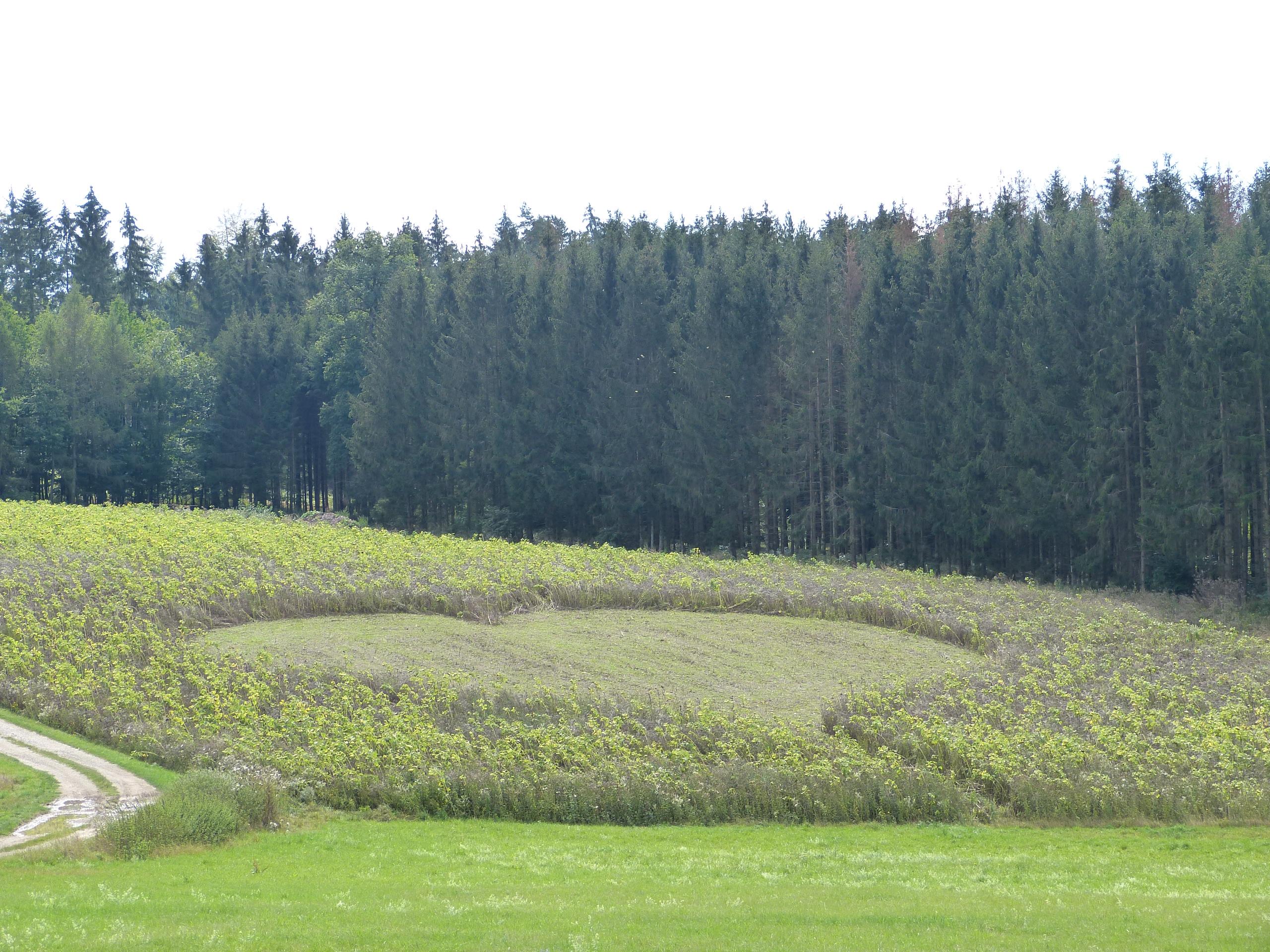 Es muss nicht immer ein Blumenstrauß sein, um seiner Ehefrau zum Hochzeitstag zu gratulieren, schreibt uns unser Leser Rolf Riedel und liefert auch gleich noch den Beweis dazu: Ein Landwirt aus Gräfenberg hat seine Angebetete mit einem großen Herz überrascht, das er aus einer Blühfläche geschnitten hat.