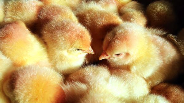 Klöckner will Verbot des Kükentötens auf den Weg bringen