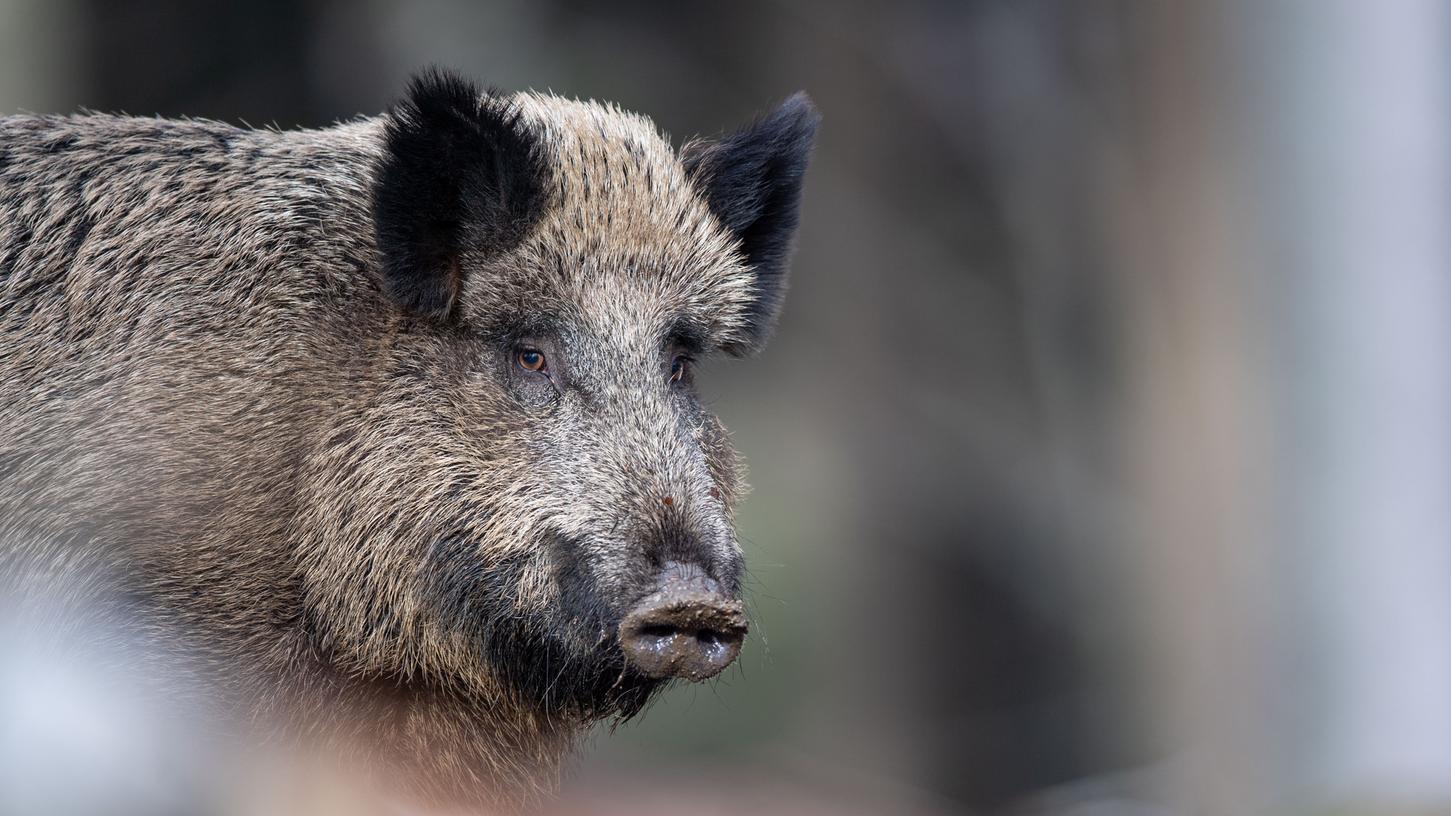 Bei einem Wildschwein wie diesem wurde in Brandenburg die Afrikanische Schweinepest nachgewiesen.
