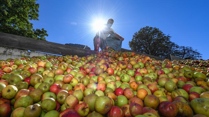 Klaus Zinn aus Bad Vilbel-Dortelweil in Hessen schüttet einen Sack mit Äpfeln am Silo der Kelterei Rapp's aus. 