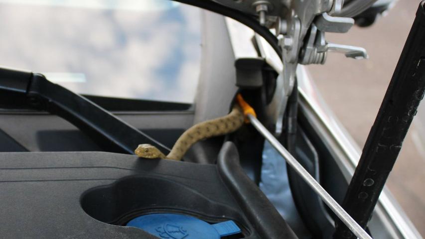 Ein Autofahrer auf der Durchreise hat am Samstag auf einer Raststation in Ansfelden in Österreich diese Schlange im Motorraum seines Autos entdeckt.
