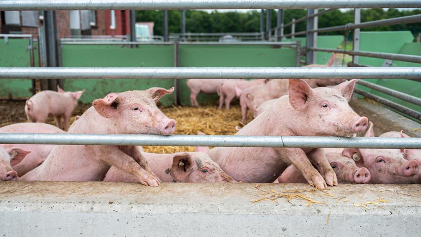 Mit 4.703.267 Tieren wurden Schweine um ein Vielfaches häufiger geschlachtet als Rinder. Die Schlachtmenge betrug 454.972 Tonnen. Mit Abstand die meisten Schweine wurden mit mehr als 2,2 Millionen Tieren in Niederbayern geschlachtet. 

