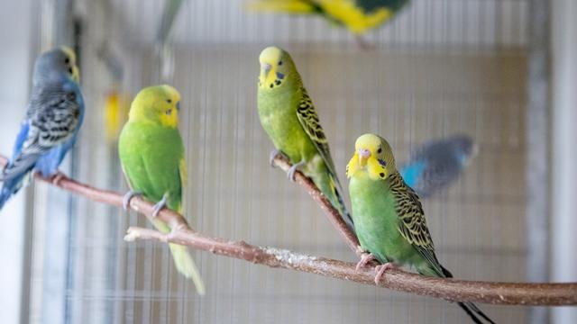 Wellensittiche verschiedenen Alters, Geschlechts und Farben suchen auf diesem Wege ein neues Zuhause. Sie können zu zweit, zu einem bereits vorhandenen Vogel oder gerne auch als kleiner Schwarm in eine ausreichend große Voliere oder Vogelzimmer vermittelt werden.
Mehr Informationen gibt es beim Tierheim Nürnberg, Stadenstraße 90, 90491 Nürnberg, Telefon (0911) 919890.
Wellensittiche verschiedenen Alters, Geschlechts und Farben suchen auf diesem Wege ein neues Zuhause. Sie können zu zweit, zu einem bereits vorhandenen Vogel oder gerne auch als kleiner Schwarm in eine ausreichend große Voliere oder Vogelzimmer vermittelt werden.
Mehr Informationen gibt es beim Tierheim Nürnberg, Stadenstraße 90, 90491 Nürnberg, Telefon (0911) 919890.