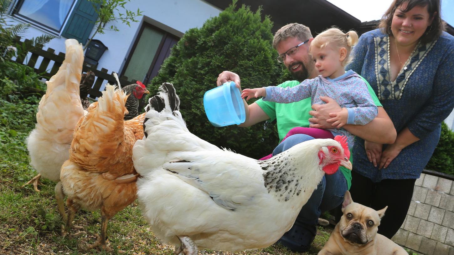 Hühner im Garten: Die neue Lust am Federvieh