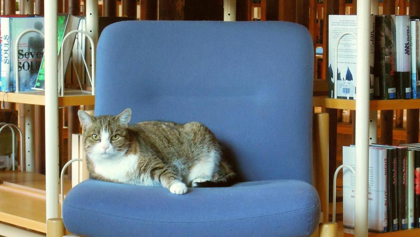 Katze hielt Corona-Wache in Treuchtlinger Bücherei