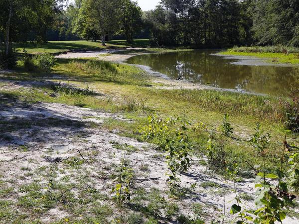 Sör arbeitet an Studie: Warum vertrocknet der See im Marienbergpark?