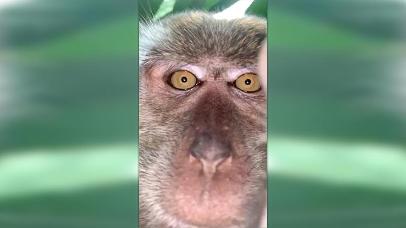 Affen Selfie Primat Klaut In Malaysia Smartphone Und Macht Fotos Panorama Nordbayern De