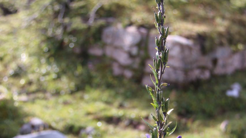 Auch im Herbst zeigen sich der stark giftige Blaue Eisenhut noch in voller Blütenpracht auf den Bergwiesen.