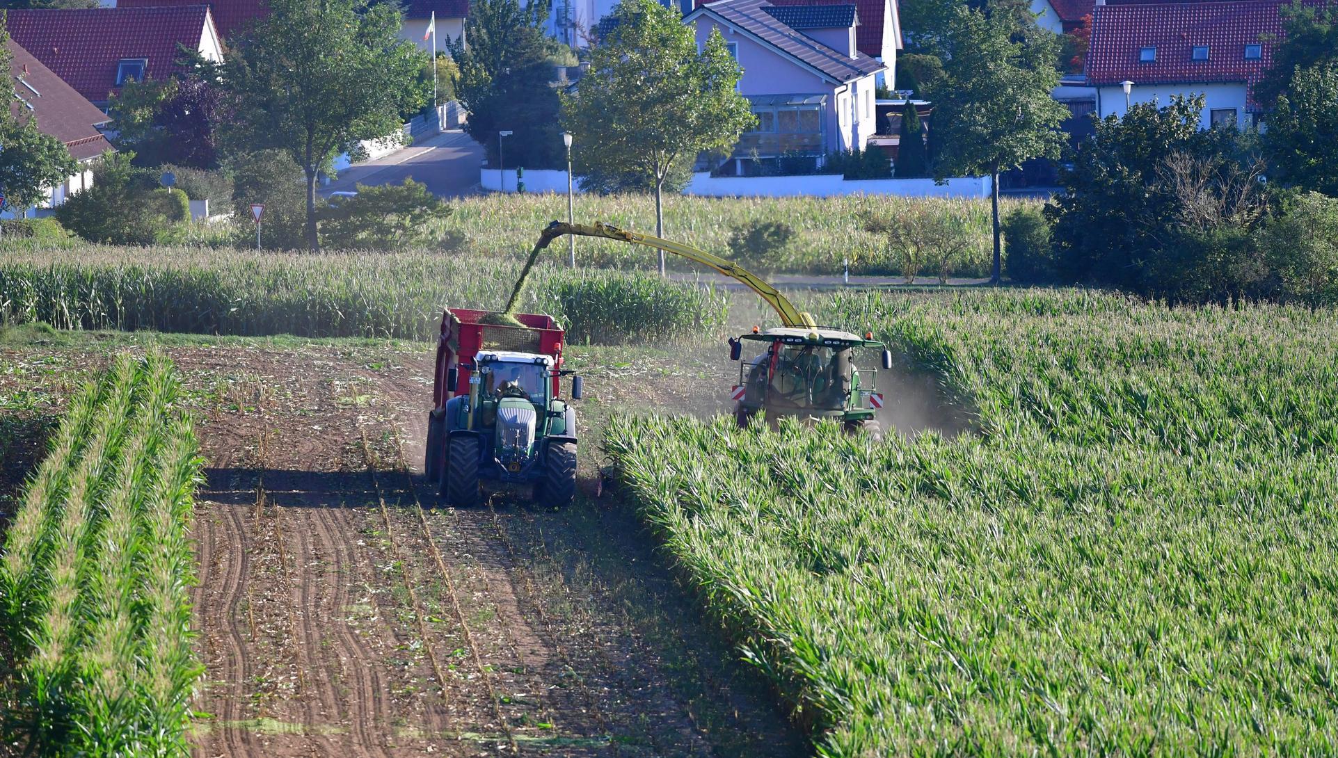 Auf Rang drei befindet sich der Silomais, der vielen Kritikern angesichts der stetig wachsenden Flächen ein Dorn im Auge ist. Im Jahr 2019 wurde er in Bayern auf 426.818 Hektar angebaut, der Ertrag betrug 20,42 Millionen Tonnen.