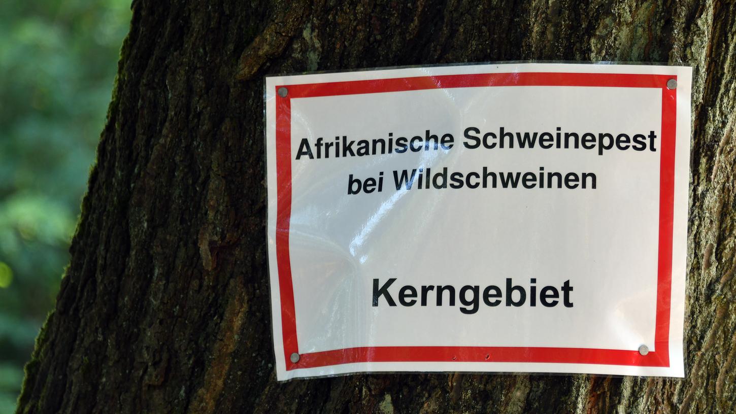 In Brandenburg gibt es mittlerweile 20 bestätigte Fälle der Afrikanischen Schweinepest. 